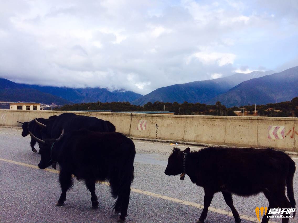 公路上悠闲散步的牦牛
