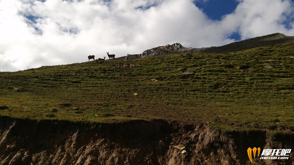 下山时看到藏羚羊