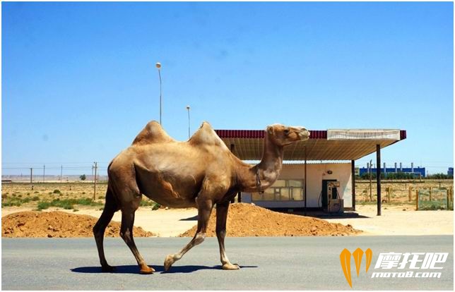 优雅的在马路上散步的骆驼