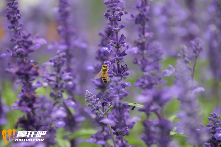 一只小蜜蜂飞在花丛中