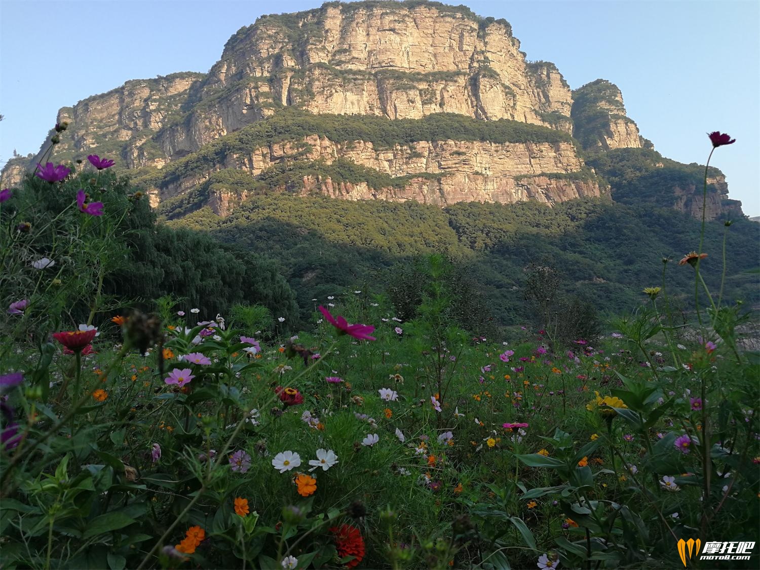 高山。。野花。。