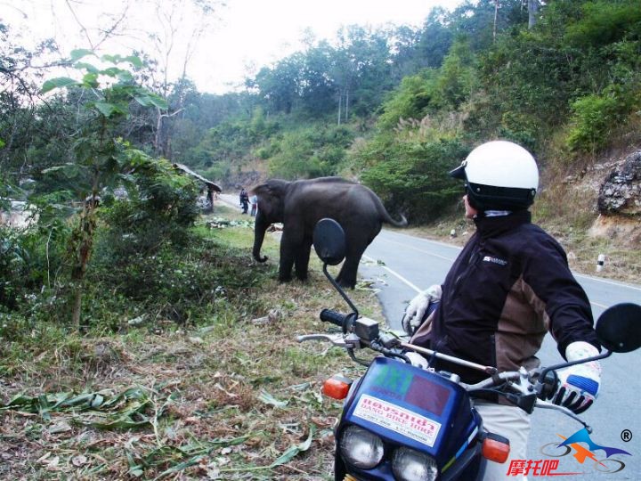 5_bike___elephant_1.jpg