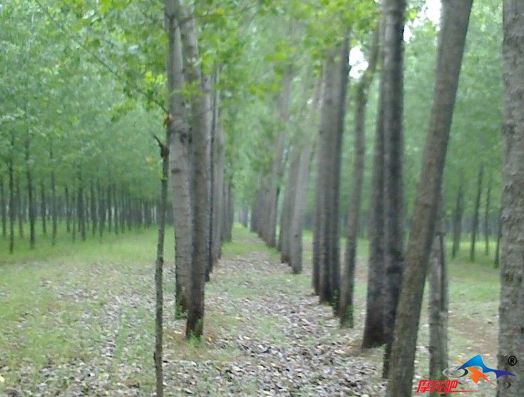 不知道是什么鸟在叫，特好听