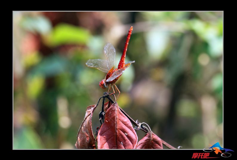 蜻蜓0026副本.jpg