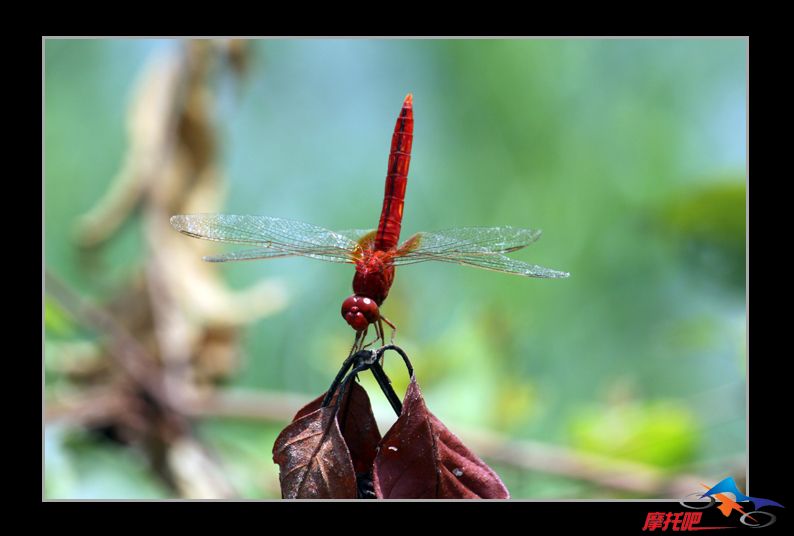 蜻蜓0027.jpg