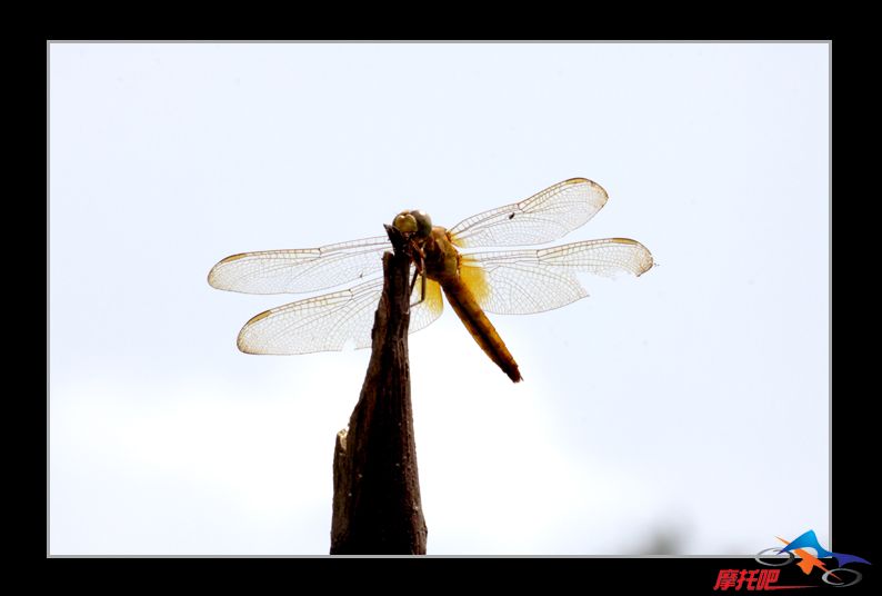 蜻蜓0025副本.jpg