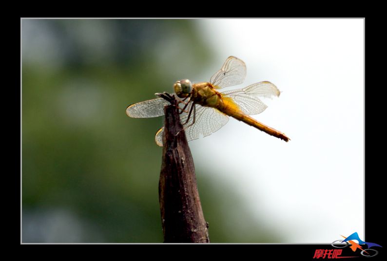 蜻蜓0024.jpg