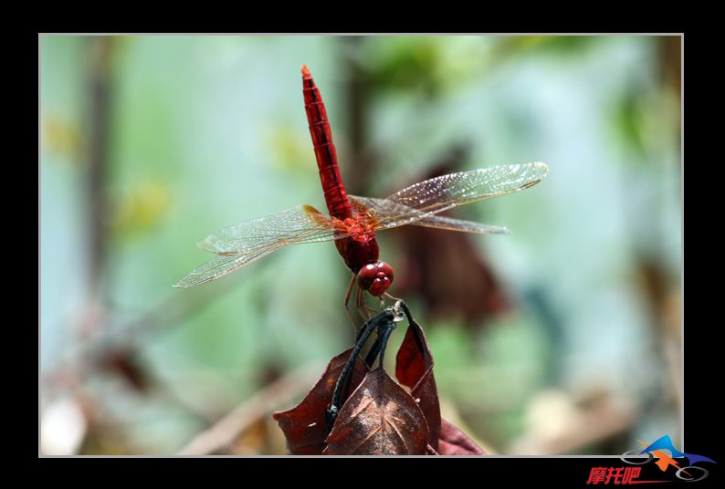 蜻蜓0026.jpg