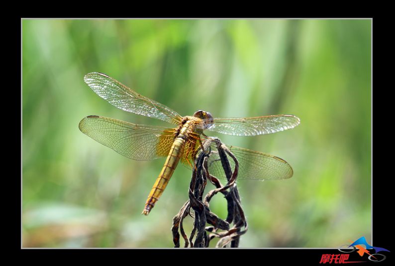 蜻蜓0028.jpg