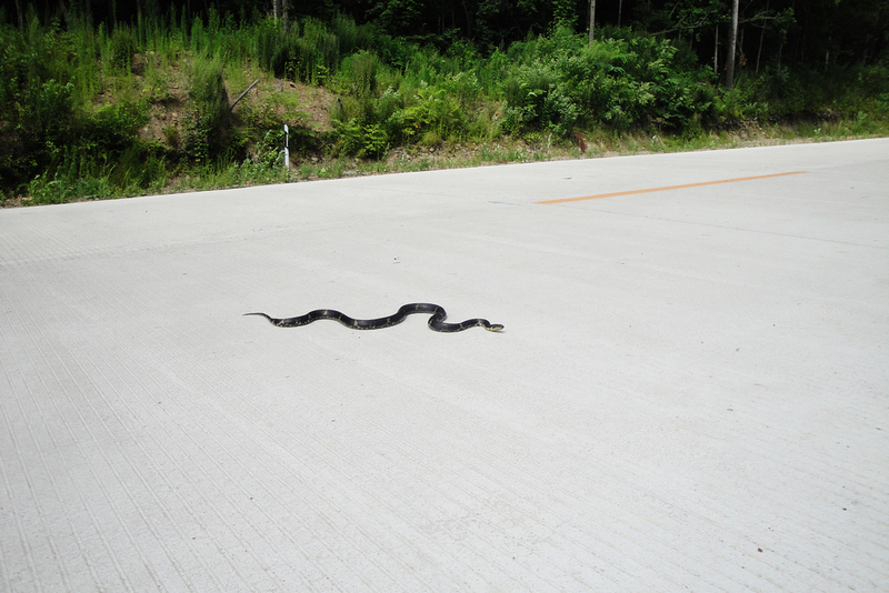 路遇横穿马路的一条蛇